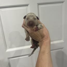 Owl Eyes - Merle male Great Dane puppy in Florida from Beachside Kennels