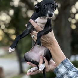 Seal Girl - Seal female Italian Greyhound puppy in Bedford, Texas from Nariba Kennels