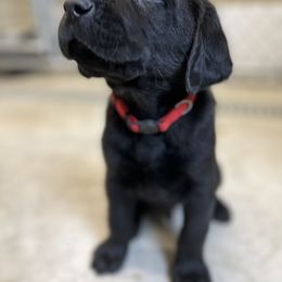 Labrador Retriever Puppies from Brush Creek Retrievers