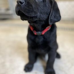 Labrador Retriever Puppies from Brush Creek Retrievers