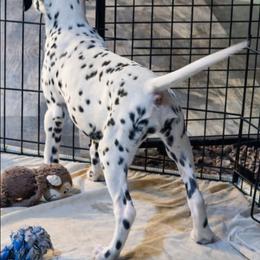 Hurricane - White and black female Dalmatian puppy in Salem, Missouri from Paradise Spots Dalmatians