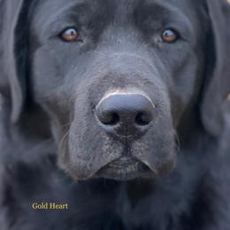 Evie - Labrador Retriever