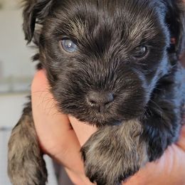 Miniature Schnauzer Puppies from Gloria Gullickson