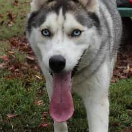 Siberian Huskies from Furbaby Kennels