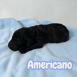 Americano - Black male Poodle puppy in Ellenburg Center, New York from Kristin's Puppies