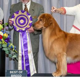 Golden Retrievers from AmazingK9s
