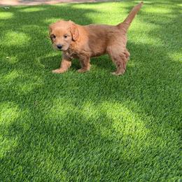 Celine - Red female Australian Labradoodle puppy in Denton, Texas from Liberty Hill Labradoodles