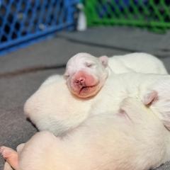 Clover - White male Great Pyrenees puppy in Pittsboro, Indiana from Blackmore Farm