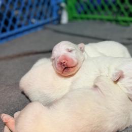 Clover - White male Great Pyrenees puppy in Pittsboro, Indiana from Blackmore Farm
