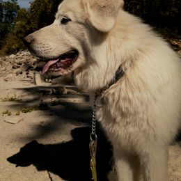 Great Pyrenees All Grown Up from The Yosemite Pyrenees Ranch