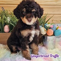 Girl 3 - Tri-color female Bernedoodle puppy in Salem, Missouri from Meadowbrook Poodles