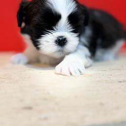 Princess - Black and white female Shih Tzu puppy in Downey, California from Cali shih tzu
