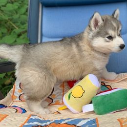 Siberian Husky Puppies from Canace Siberians