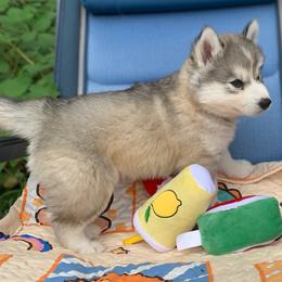 Siberian Husky Puppies from Canace Siberians