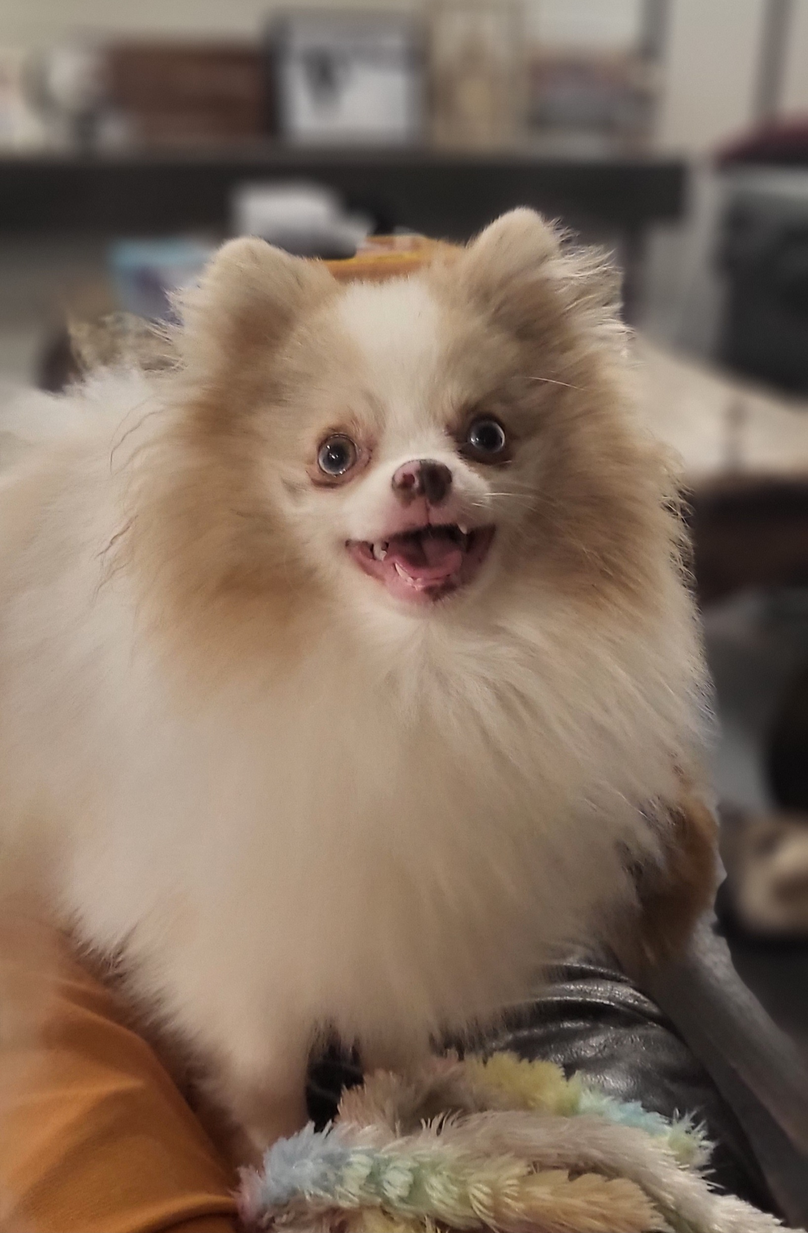 Lee Bird - Pomeranian