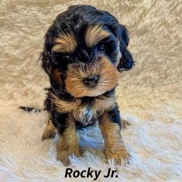 Rocky Jr. - Tri-color male Cavapoo puppy in Hallsville, Missouri from Cedar Hill Pups