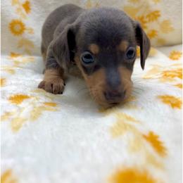 River Blue-Tan Female - Blue and tan female Dachshund puppy in Tecumseh, Oklahoma from MoonBerry Miniature Dachshunds