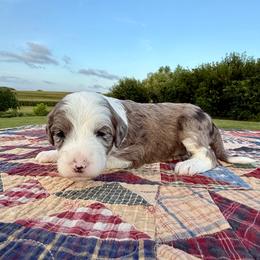 Funnel Cake - Blue merle and white female Sheepadoodle puppy in Adams, Nebraska from Boxcar Doodles and Poodles