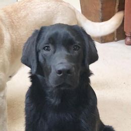 Labrador Retrievers from Blackjax Labradors