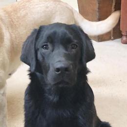 Labrador Retrievers from Blackjax Labradors