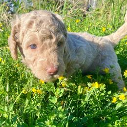 Poppy - Caramel female Labradoodle puppy in Toledo, Washington from Bigfoot Doodles