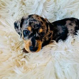 CANNOLI - Dapple male Dachshund puppy in Holtwood, Pennsylvania from Holly Hill Dachshunds