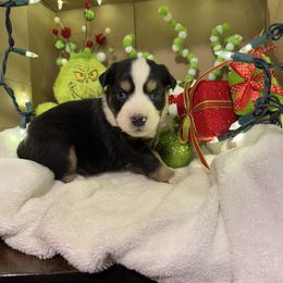 Prancer - Black tri male Miniature Australian Shepherd puppy in Corbin, Kentucky from Lightning K Kanine’s