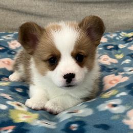Winter - Red female Pembroke Welsh Corgi puppy in Waco, Texas from The Comma Corgis