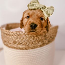 Golden Retriever Puppies from Pawplar Goldens