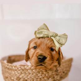 Golden Retriever Puppies from Pawplar Goldens