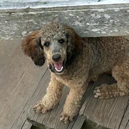 Ella - Poodle