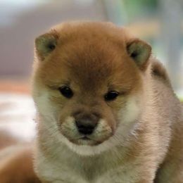 Yuki - Red Shiba Inu puppy in Grand Rapids, Michigan from Takikawa Shiba Inu