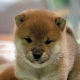 Yuki - Red Shiba Inu puppy in Grand Rapids, Michigan from Takikawa Shiba Inu