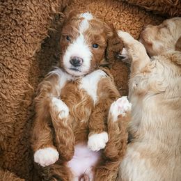 Double Doodle, Goldendoodle, Poodle, Yorkipoo, and Yorkshire Terrier Puppies from Edgewater Doodles & Designer Pups