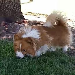 Swagger - Pembroke Welsh Corgi