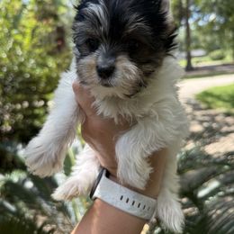 Tanner (Light green band) - Parti male Yorkshire Terrier puppy in Tangipahoa County, Louisiana from Riche’ Louisiana Yorkies