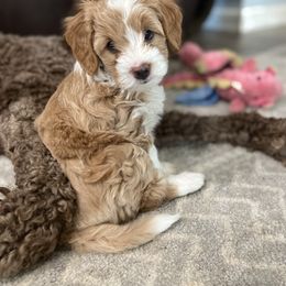 Double Doodle and Goldendoodle Puppies from Emma Lee Doodles