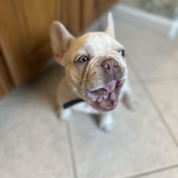 French Bulldog and Rottweiler Puppies from Wrinkle Boss FrenchBulldogs