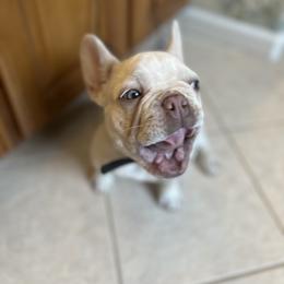 French Bulldog and Rottweiler Puppies from Wrinkle Boss FrenchBulldogs