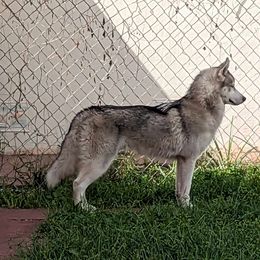 Boy Blue (Formerly Yellow) - Gray and white Siberian Husky puppy in Coral Gables, Florida from Coral Gables Siberians