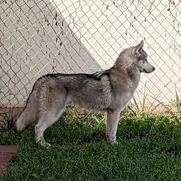 Boy Blue (Formerly Yellow) - Gray and white Siberian Husky puppy in Coral Gables, Florida from Coral Gables Siberians
