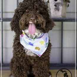 Australian Labradoodle Puppies from South Mitten Labradoodles
