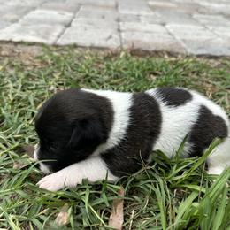 Smooth Coat Male 2 - Tri-color male Russell Terrier puppy in Ocala, Florida from Rivermont Farm