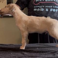 Boy 4 - male Borzoi puppy in Des Moines, Iowa from Luxor Borzoi