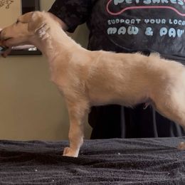 Boy 4 - male Borzoi puppy in Des Moines, Iowa from Luxor Borzoi