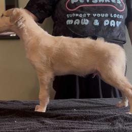 Boy 4 - male Borzoi puppy in Des Moines, Iowa from Luxor Borzoi