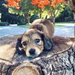 Dachshund Puppies from Northwest Dachshunds