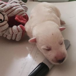 Boy 1 - male Berger Blanc Suisse puppy in New Castle, Pennsylvania from Thornvalley White Shepherds