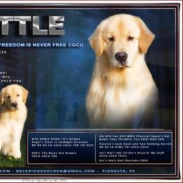 Golden Retriever All Grown Up from Bryeridge Goldens