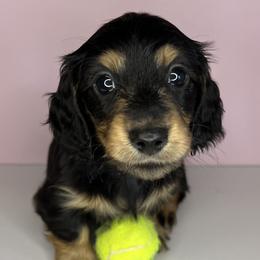 Dachshund Puppies from Signatures Mini Dachshunds